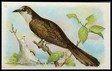 12 Black-billed Cuckoo